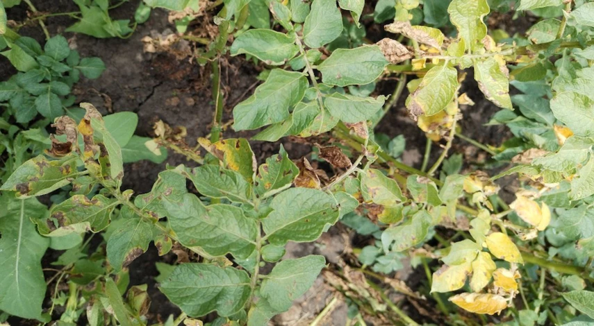 помидоры от фитофторы в теплице народными средствами