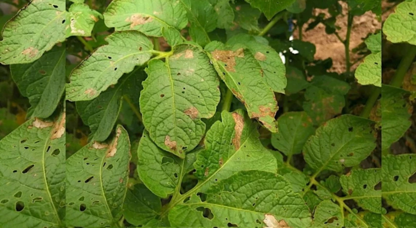 помидоры обработка от фитофторы народными средствами