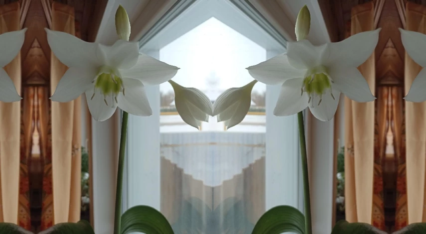 эухарис в домашних условиях