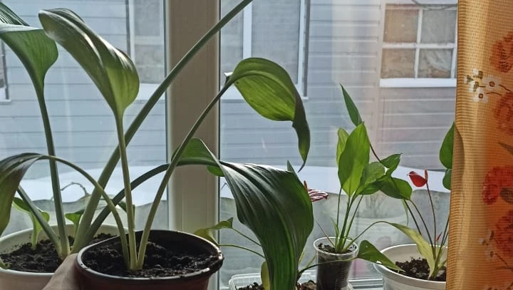 эухарис как ухаживать