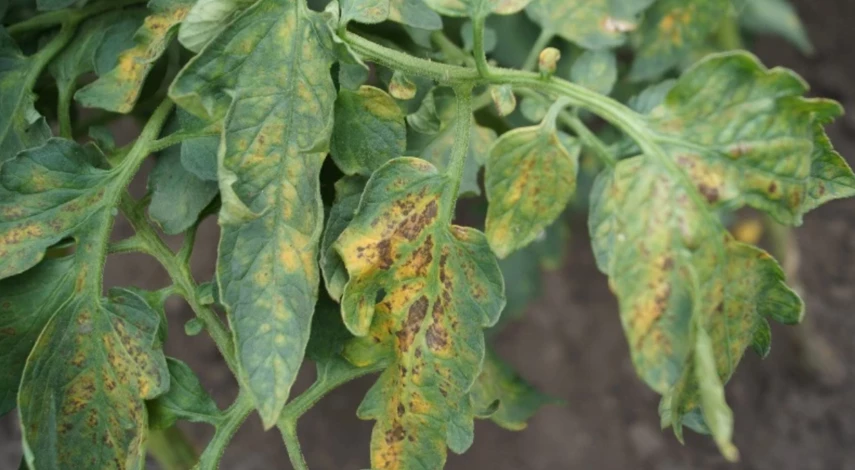 народные средства от фитофторы на помидорах