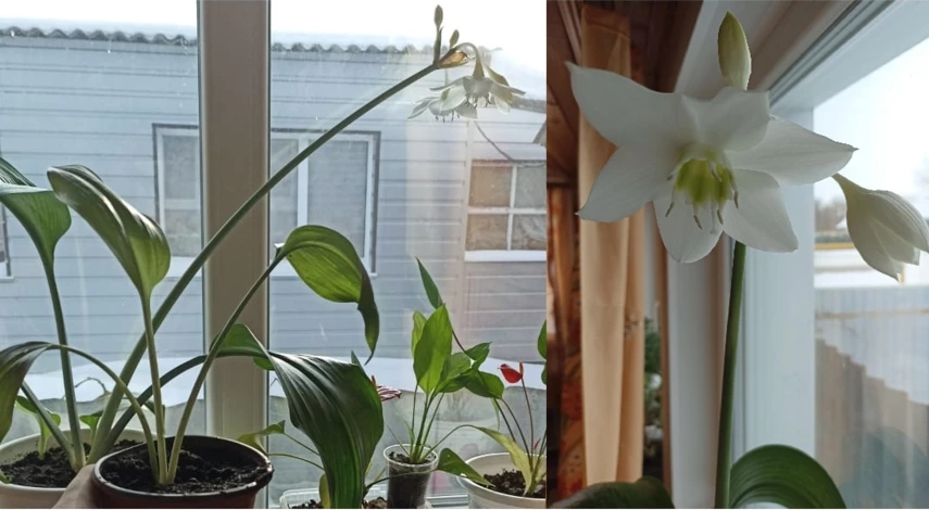 эухарис уход в домашних условиях