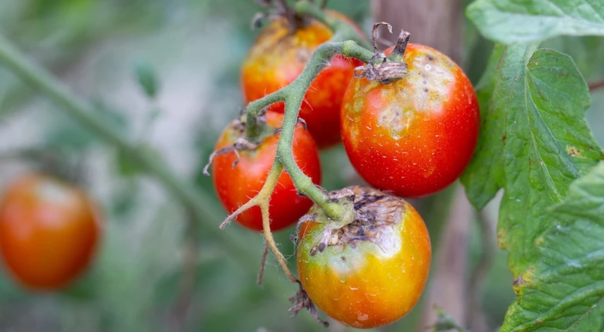 народные средства обработки томатов от фитофторы