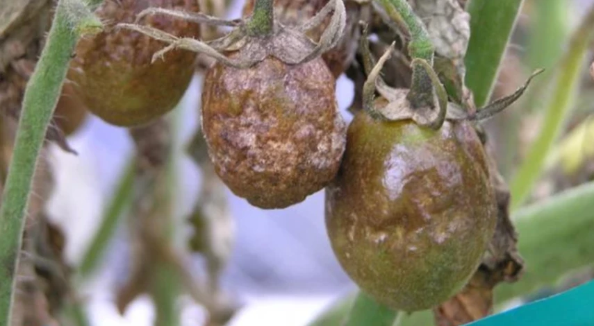 народные средства борьбы с фитофторой