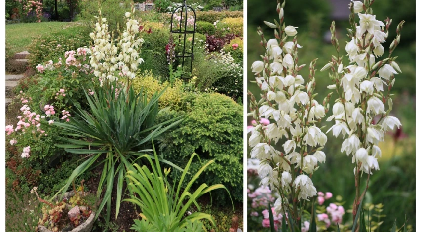 юкка садовая цветение