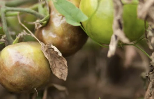 фитофтора на помидорах как бороться народными средствами