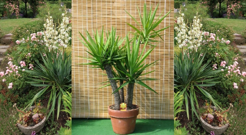 цветок юкка уход