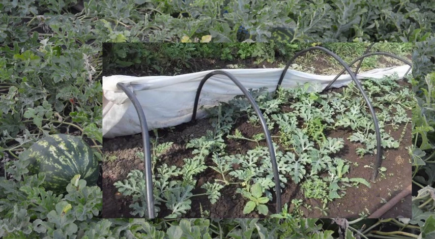 арбузы в средней полосе в открытом грунте