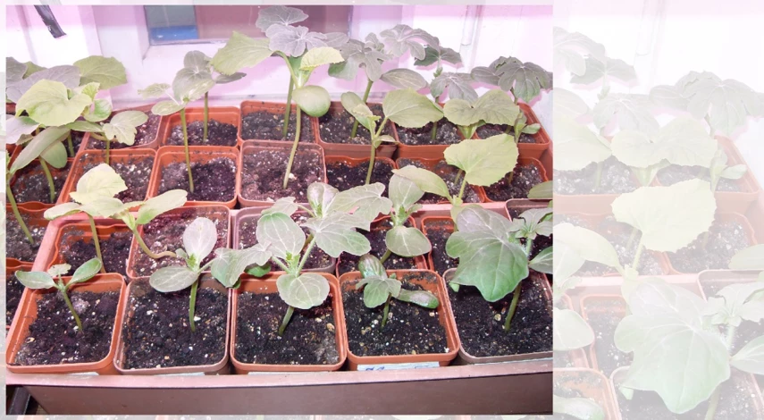 как вырастить арбуз в средней полосе