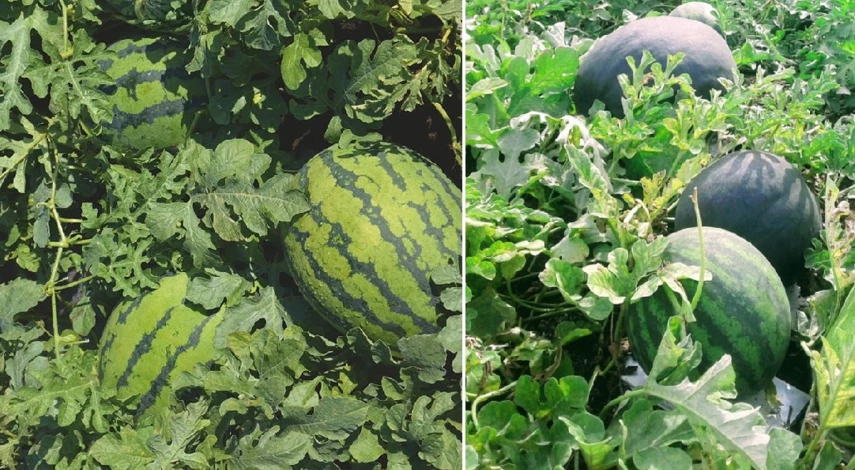 выращивание арбузов в средней полосе