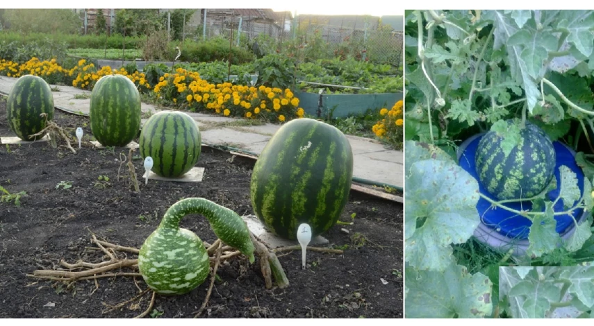 как ухаживать за арбузами в средней полосе