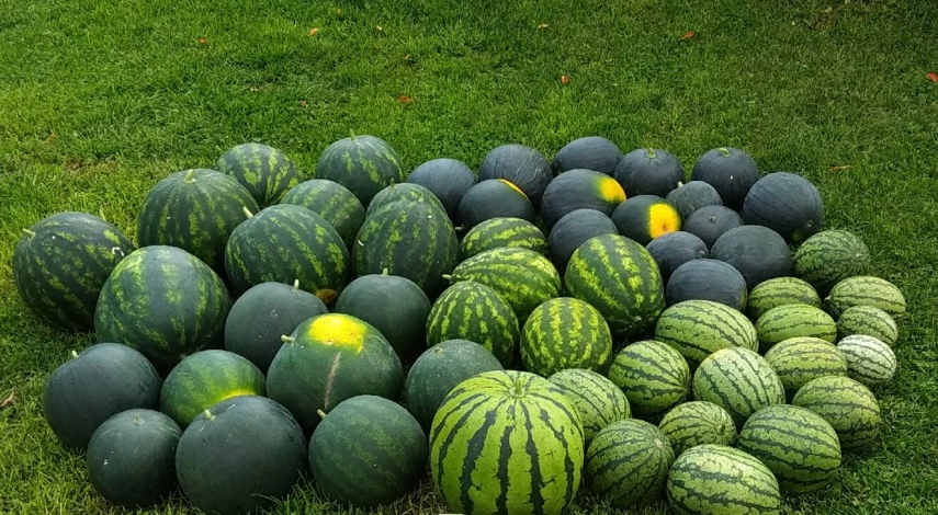 уход за арбузами в средней полосе