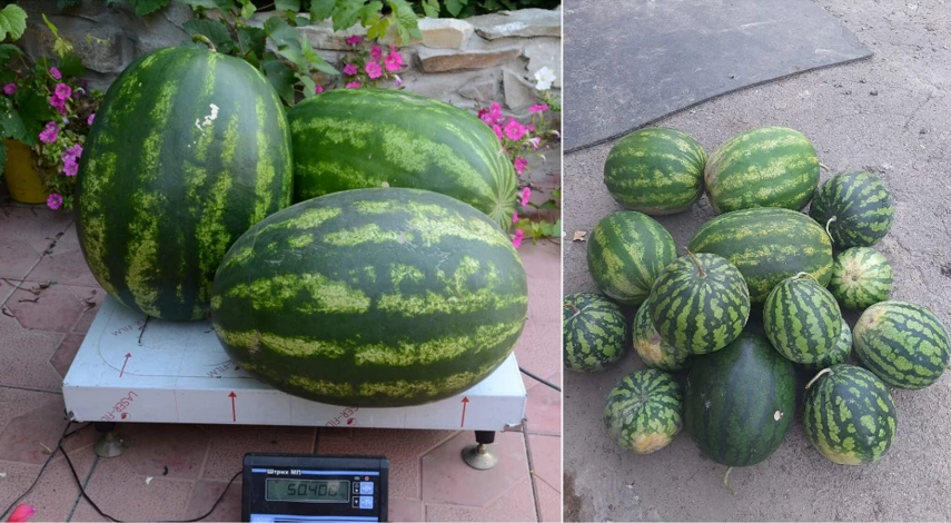 как правильно вырастить в средней полосе арбуз