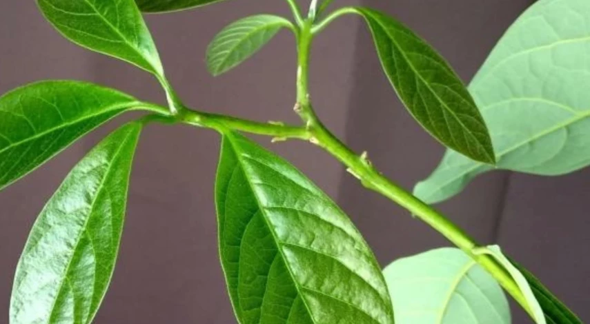 условия муррайя