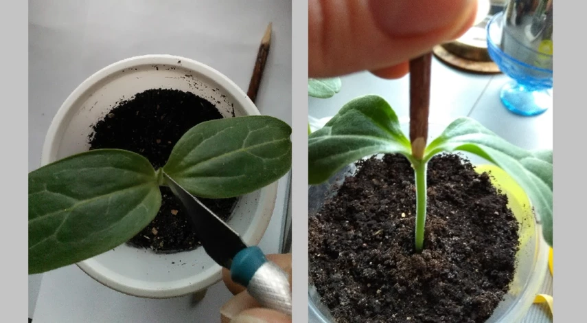 прививка арбуза