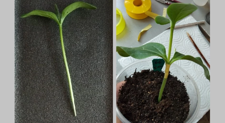 прививка арбуза на лагенарию