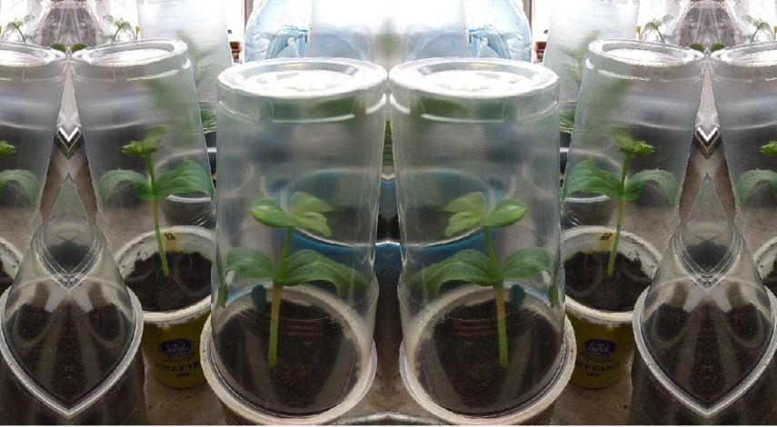 прививка арбуза уколом