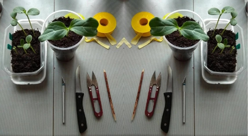 прививка арбуза техника