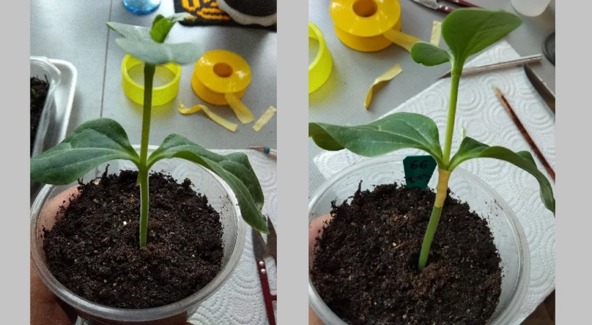 как вырастить арбузы в сибири