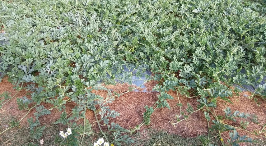 как выращивать арбузы в сибири в открытом грунте