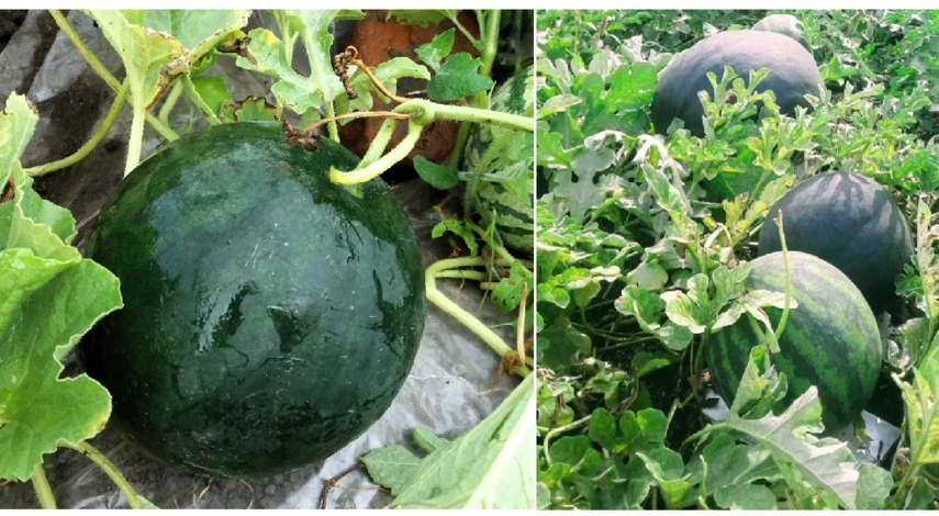 как вырастить рассаду арбузов в сибири