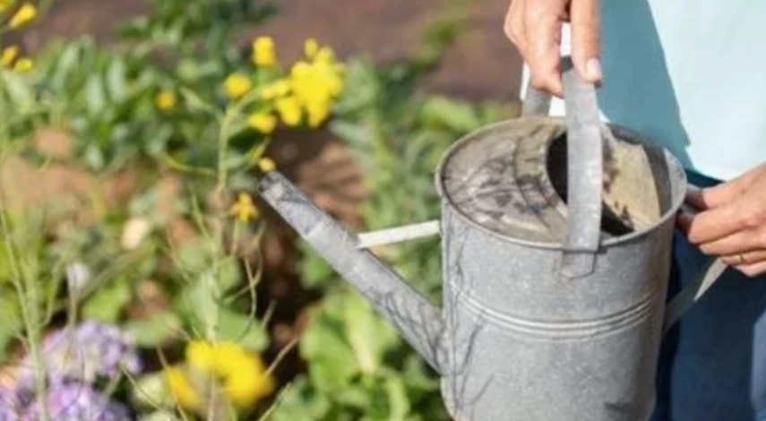 чем подкормить свеклу