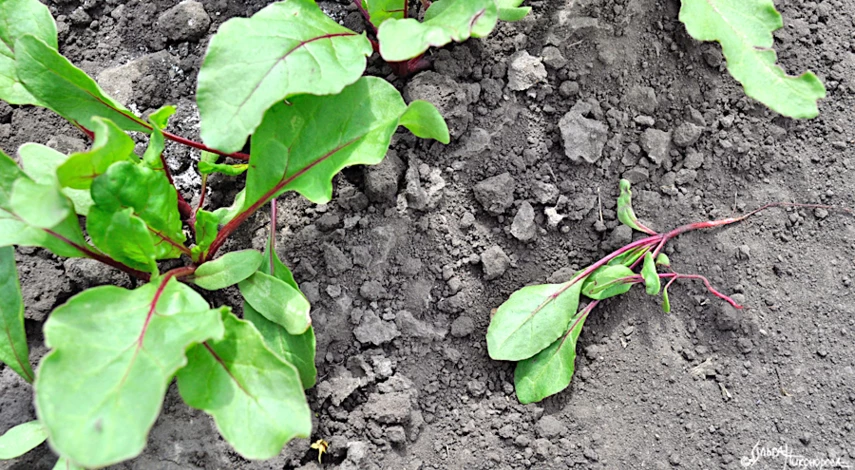 подкормка свеклы в открытом грунте