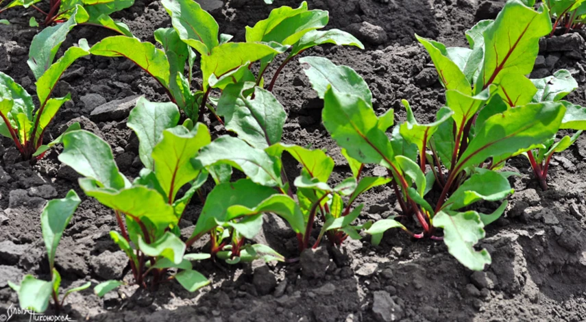 подкормка свеклы в июле