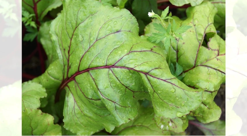 подкормка свеклы солью