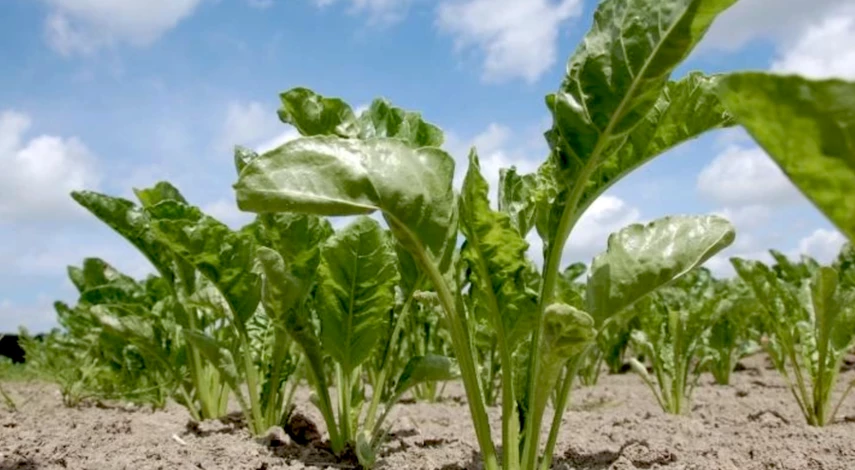 чем подкармливать свеклу в открытом грунте