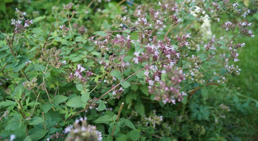 душица в открытом грунте
