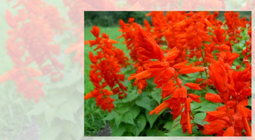 шалфей сверкающий