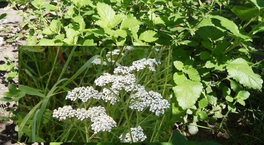 тысячелистник