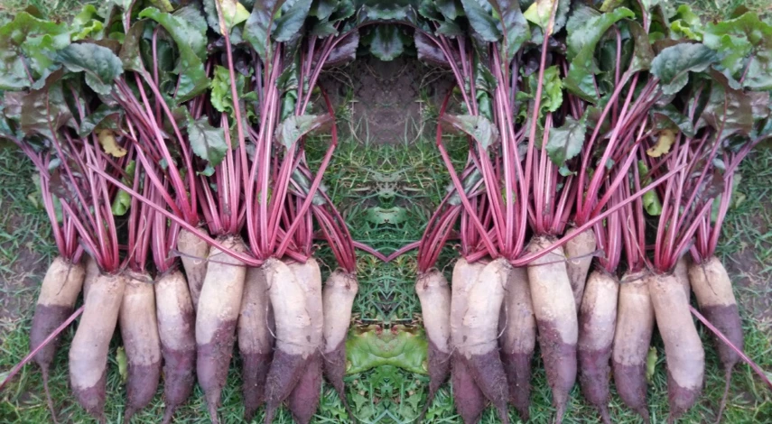 свекла удобрения