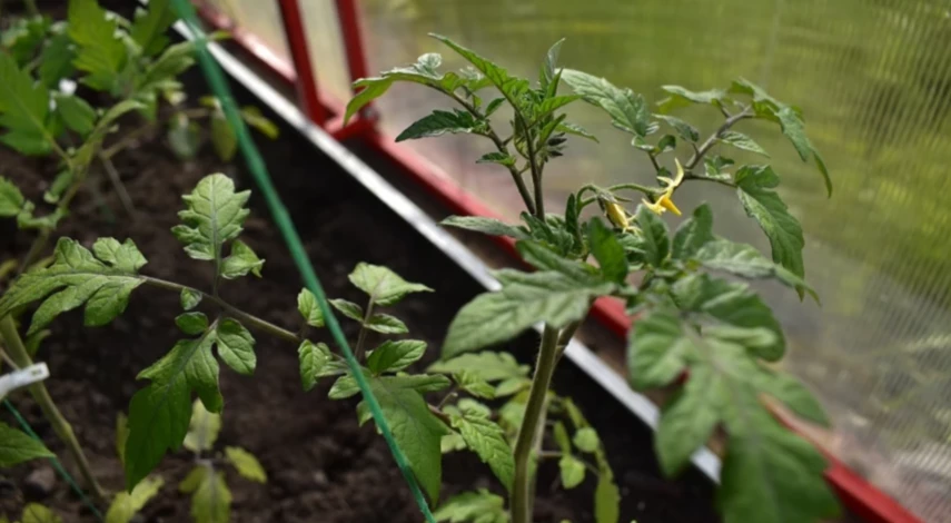 чем лучше обработать помидоры от фитофторы