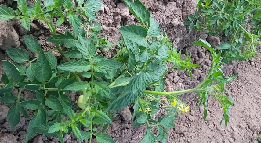 чем обработать помидоры от фитофторы народные средства