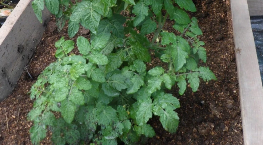 чем можно обработать помидоры от фитофторы