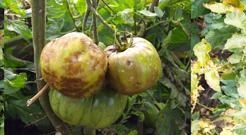 обработать помидоры от фитофторы в открытом грунте