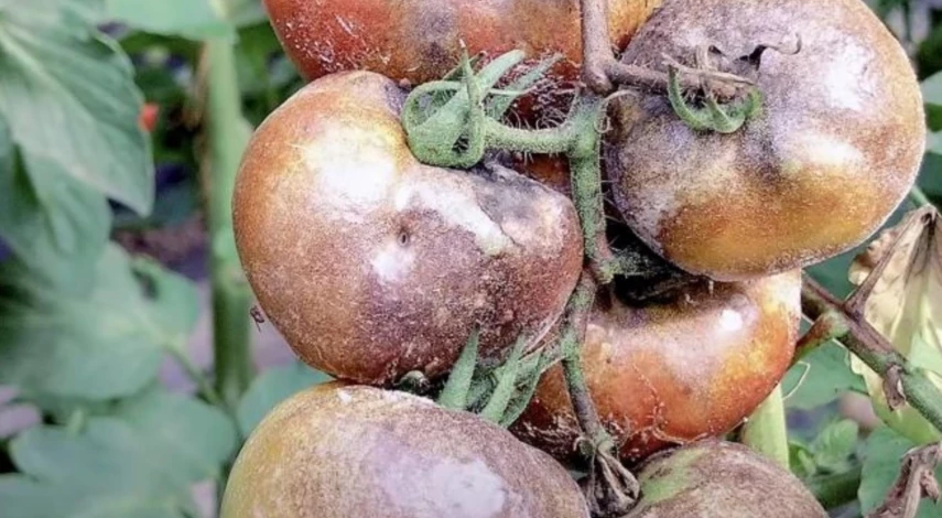 как обработать помидоры от фитофторы йодом