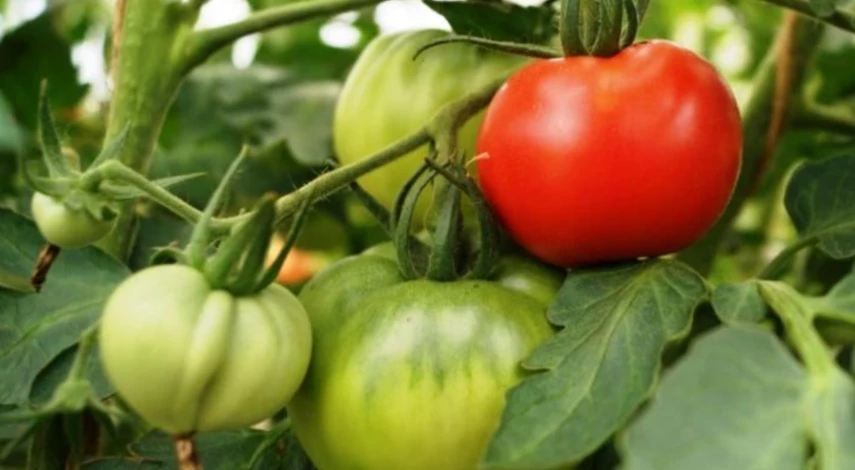 как обработать помидоры от фитофторы фитоспорином