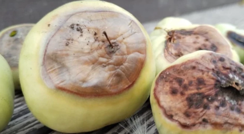 вершинная гниль на помидорах в теплице