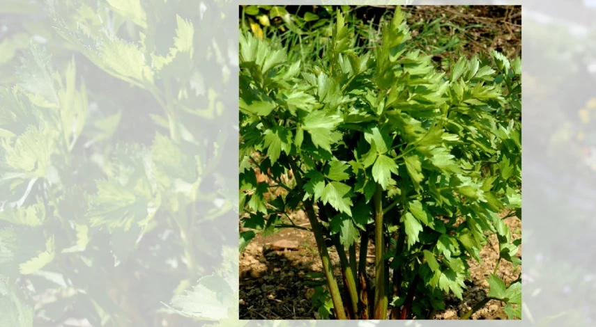 любисток применение