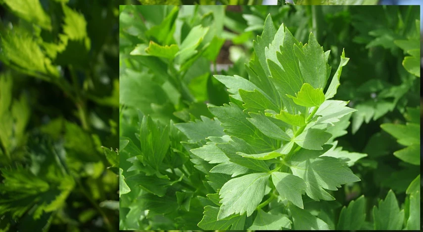 любисток трава