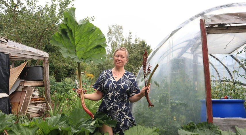 ревень выращивание