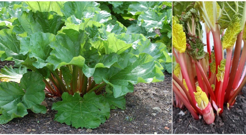 ревень как выглядит