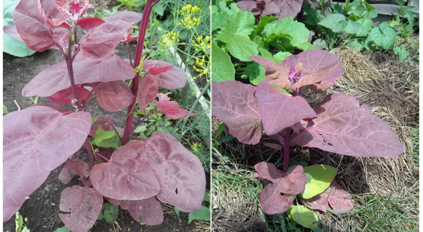 лебеда садовая