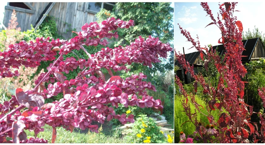 лебеда съедобная