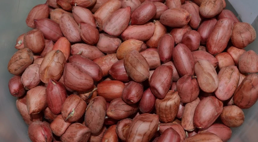 как растет арахис