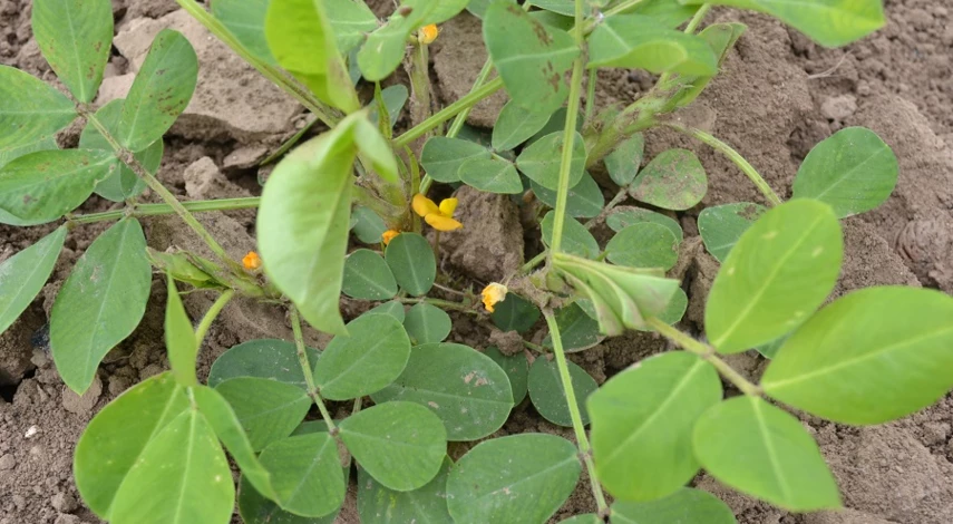 арахис это бобы