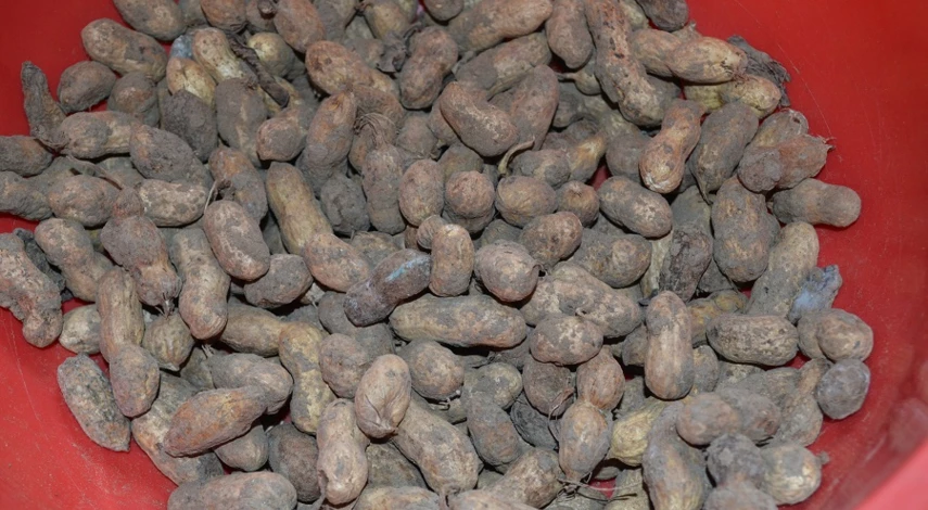 арахис в открытом грунте